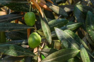 Close-up of green olives , during the summer on a sunny day.