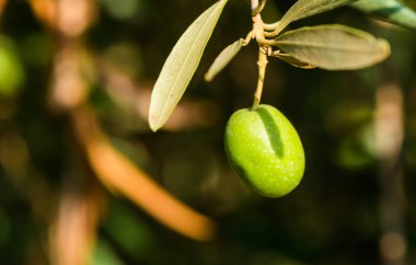 Zeytin ağacı dalının ayrıntıları