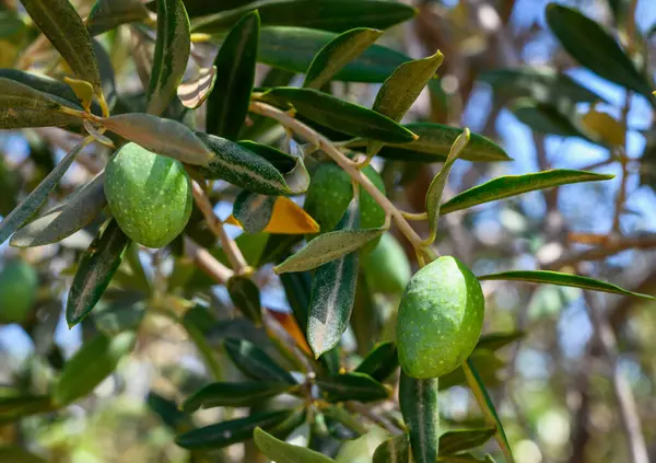 Zeytin dallarından sarkan olgun yeşil zeytinler.