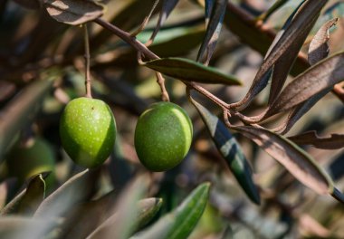 Zeytin dalında yeşil zeytin. Zeytin yağı üretimi. Taze zeytin.