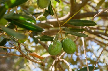 Güneş ışınları bahçede bir zeytin ağacıyla parıldıyor