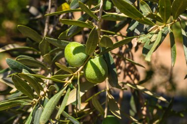 Zeytin dalında yeşil zeytin güneş ışığıyla yıkanmış. Doğa, Tarım, Zeytin Ağaçları, Akdeniz, Güneş Işığı