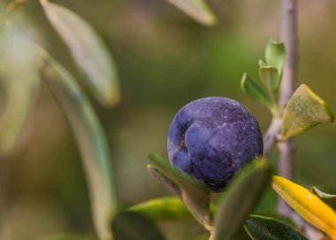 Zeytin dalında, koyu zeytin.