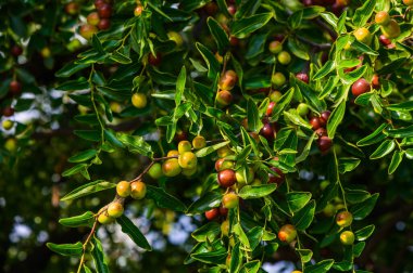 Jujube veya berber veya dut Ziziphus Mauritiana. Ağaç yapraklarında olgun meyve ve meyve ağaçları,