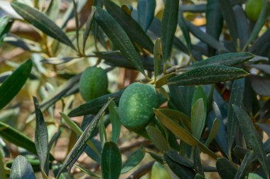 Zeytin bahçesinde yeşil zeytin ağacı