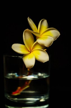 Siyah zemin üzerine sarı plumeria çiçek