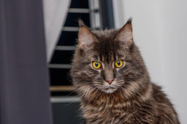 Portrait of Maine Coon in front of background clipart