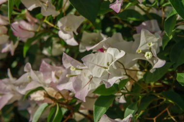 A vibrant display of bougainvillea flowers bursts forth, blending shades of white and soft pink, surrounded by lush green leaves, all glowing in the inviting sunlight of late spring. clipart