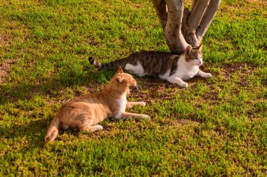 İki kedi, biri portakallı, biri beyazlı, bir ağacın altındaki altın öğleden sonra ışığında dinleniyorlar, etraflarındaki yumuşak otların ve sükunetin tadını çıkarıyorlar..