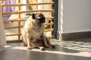 Tombul köpek serin zeminde mutlu bir şekilde oturur, ahşap kapıdan süzülen altın güneş ışığının tadını çıkararak, huzurlu bir atmosfer yaratır..