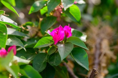 Parlak pembe bougainvillea çiçekleri yemyeşil yaprakların arasında açar, güneşli bir bahçede canlı ve renkli bir atmosfer yaratır..