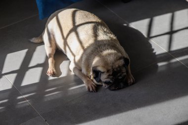 Rahat bir köpek, serin bir fayans zemininde uzanıp pencereden süzülen güneş ışığının sıcaklığının tadını çıkarıyor. Yumuşak gölgeler etrafında dans eder, sakin bir atmosfer yaratır..