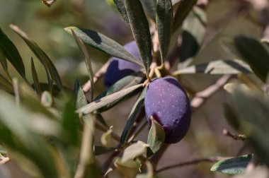 Canlı zeytin dalları, bereketli bir hasat sırasında huzurlu bir Akdeniz korusunda güneşlenen yemyeşil yaprakların arasına yerleştirilmiş dolgun mor zeytinler sergiliyor..