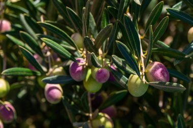 Canlı zeytin kümeleri yemyeşil yapraklardan sarkan, bir sonbahar gününün altın güneş ışığı altında olgunlaştıkça mor ve yeşil renkli gölgeler sergiliyorlar..