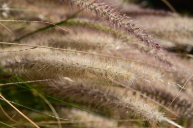 In a tranquil outdoor space, delicate grass blades dance softly with the wind, capturing the golden light of a warm afternoon, creating a peaceful atmosphere. clipart