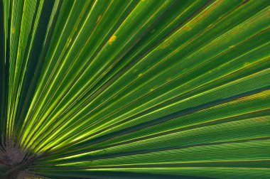 The vibrant palm frond spreads outward, displaying a fan of rich green hues and detailed lines, illuminated softly by the sunlight in a lush tropical setting. clipart