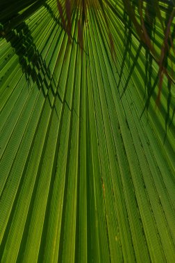 Sunlight filters through the dense palm fronds, creating a captivating play of light and shadow against a backdrop of lush greenery, evoking a serene tropical ambiance. clipart