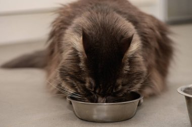 Yumuşak kedi, öğününün tadını öğle vakti konforlu bir ev atmosferiyle çevrili parlak bir kaseden çıkarıyor..