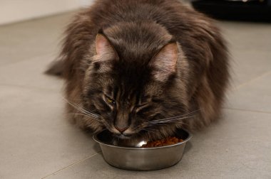 Gri kedi, sıcak bir mutfak atmosferindeki her lokmanın tadını çıkararak yemeğini yiyor..