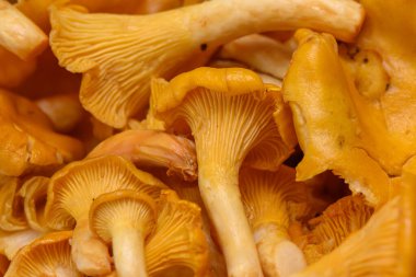 Chanterelle mantarlarının canlı bir görüntüsü eşsiz şekillerini ve dokularını vurguluyor..