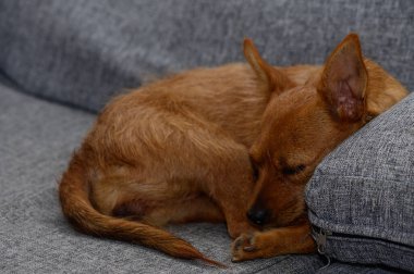 A small, furry brown dog snuggles against a gray cushion, lost in a deep, cozy sleep without a care in the world. clipart