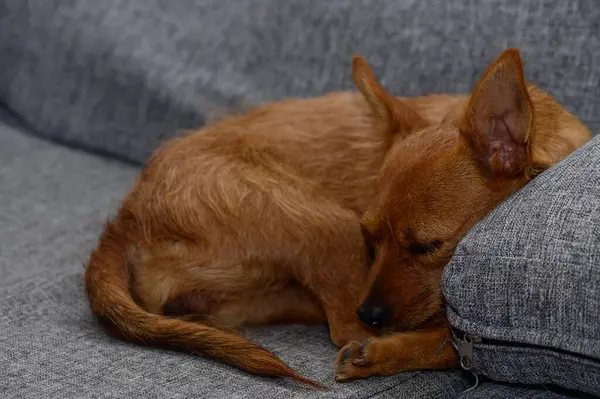 Küçük, tüylü kahverengi bir köpek, gri bir yastığa sarılır, derin, rahat bir uykuda, dünyayı umursamadan kaybolur..