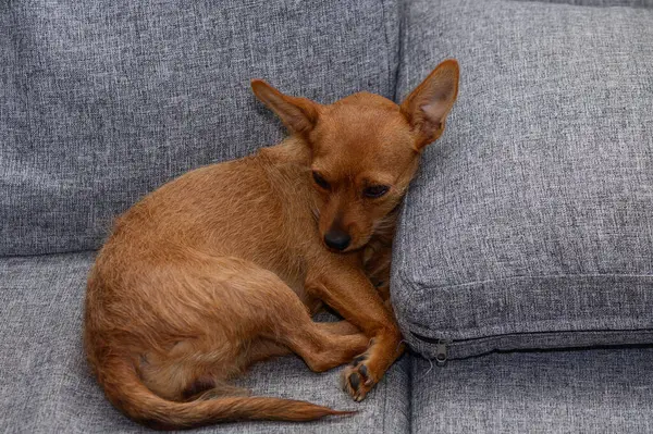 Küçük bir köpek gri bir kanepede rahat bir şekilde kıvrılır, rahat bir yaşam alanında sükunetin tadını çıkarır..