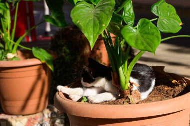 Neşeli bir kedi, güneşli bir bahçede canlı yeşil bitkilerin arasında rahatlık ve gölge bulur..