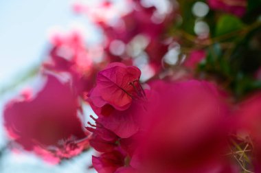 In a sun-drenched garden, vivid bougainvillea blossoms cluster together, their rich pink hues contrasting beautifully with the greenery surrounding them, inviting tranquility. clipart