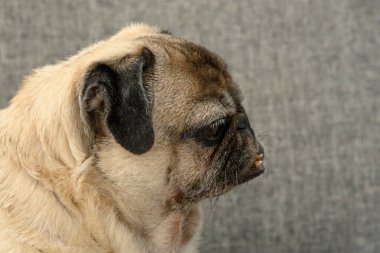 The adorable pug looks pensively to the side, showcasing its unique features and expressive eyes. clipart