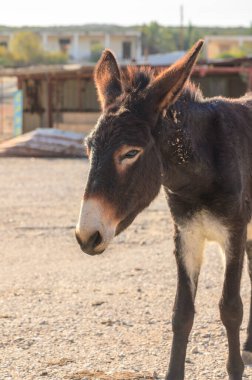 Nazik bir eşek, akşam yaklaşırken sırtındaki sıcak güneş ışığının tadını çıkararak çiftlikte geziniyor..