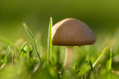 A lone mushroom stands tall amidst lush green grass, illuminated by soft morning light, creating a tranquil atmosphere. clipart