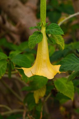 A stunning yellow trumpet flower hangs elegantly from its stem, surrounded by vibrant green leaves that gently sway. clipart