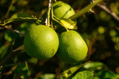 Dallardan sarkan parlak yeşil limonlar, yemyeşil yapraklar ve sakin çevreler arasında ılık güneş ışığının tadını çıkarıyorlar..