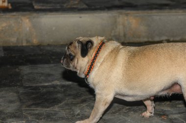 A playful pug strolls forward, showcasing its delightful wrinkled face and vibrant collar in soft evening light. clipart