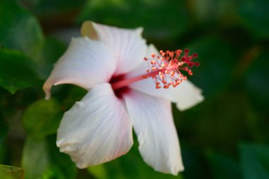 Hibiscus çiçeği ilk ışıkta açar, yumuşak yapraklarını vurgular ve gür yeşilliğe karşı karışık bir erkeklik..