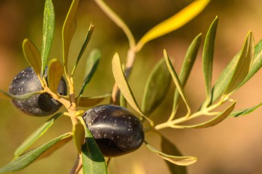 Sunshine filters through lush foliage as ripe olives hang from vibrant branches, promising a bountiful harvest. clipart