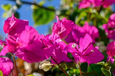 Bougainvillea çiçekleri açık gökyüzünün altında yemyeşil yaprakların arasında canlı pembe yapraklarla açar..