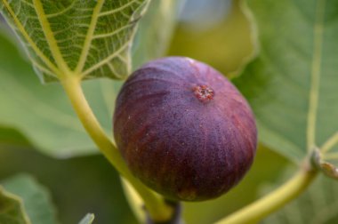 Mükemmel olgunlukta bir incir canlı yaprakların arasında asılı, güneşli bir meyve bahçesinde doğanın güzelliğini gözler önüne seriyor..