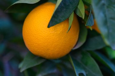 A ripe orange dangles from a branch, surrounded by glossy green leaves, basking in warm sunlight and nature's beauty. clipart