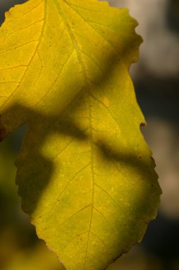 A vibrant yellow leaf displays its intricate details while casting soft shadows in the autumn sunlight. clipart