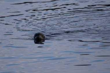 Harbour Seals sakin marina sularında yüzüyor..
