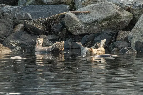 Harbour Seals kayalık bir marinada süzülüyor.