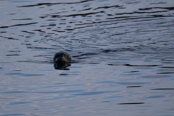 Seehunde Schwimmen Ruhigem Yachtwasser — Stockfoto