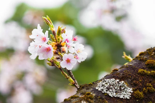 Brindille Belles Fleurs Cerisier Japonais Tronc Arbre Avec Des Plantes — Photo
