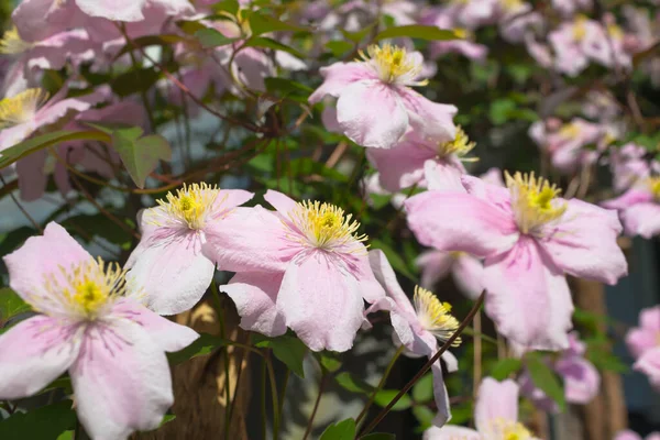 Zarte Blüten Der Klematis Montana Kletterpflanze — Stockfoto