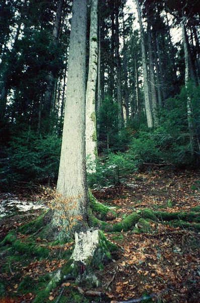 Pinheiros Uma Floresta Montesa — Fotografia de Stock