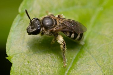 Arının bacaklarındaki polenin makro fotoğrafçılığı.