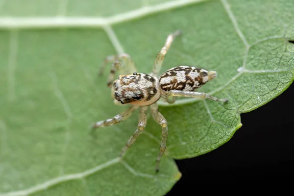 Yeşil Yaprağın Arkasında Zıplayan Minik Bir Örümceğin Makro Fotoğrafı — Stok fotoğraf