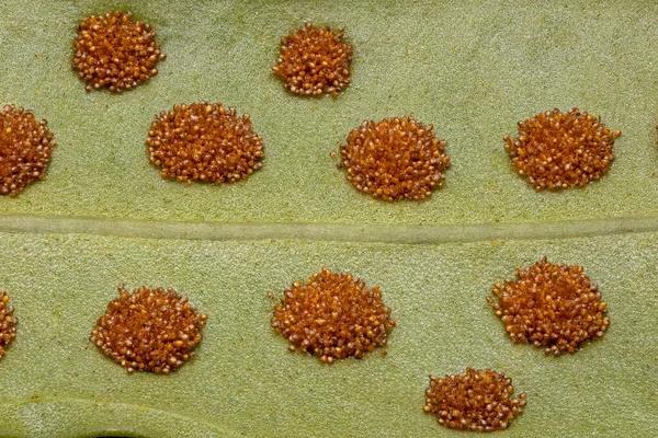 Macro Photography Fern Spores Leaf — Stock Photo, Image